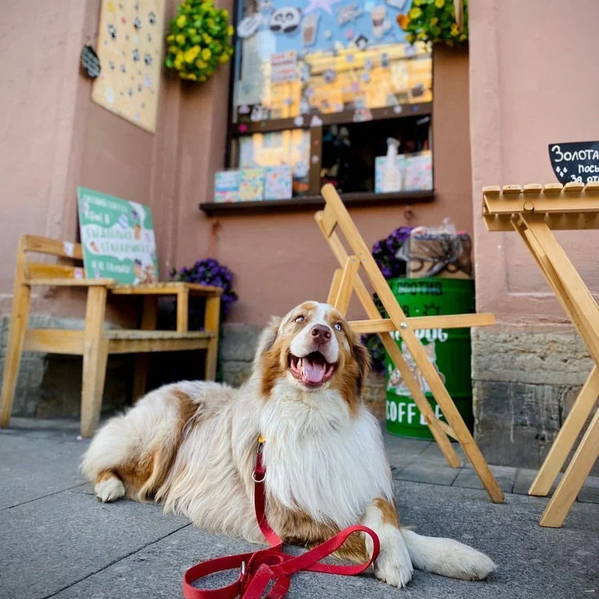 В самом центре Петербурга есть необычное заведение под названием "Cat&Dog Coffee"