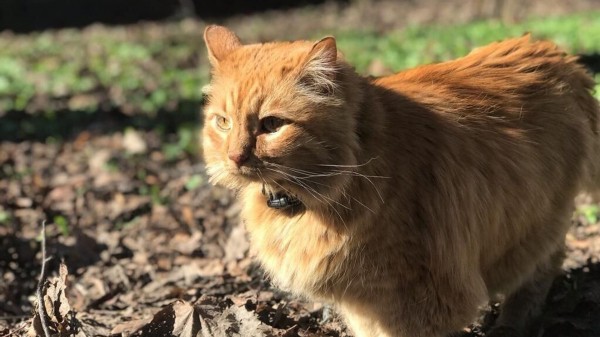 В Петербурге умер кот Кеша, один из талисманов и хранителей музея Ахматовой В Петербурге умер кот Кеша, один из талисманов и хранителей музея Ахматовой