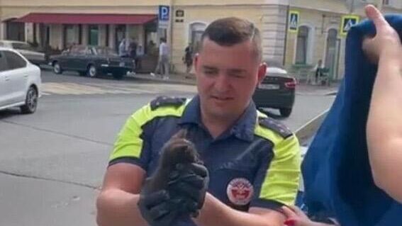 В Петербурге спасли котенка, который застрял в моторном отсеке автомобиля В Петербурге спасли котенка, который застрял в моторном отсеке автомобиля