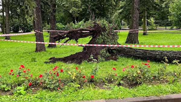 СК проводит проверку после смерти мужчины, на которого упало дерево в Петербурге