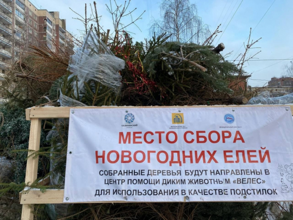 Куда в Петербурге сдать ёлку после новогодних праздников с пользой для животных и экологии Куда в Петербурге сдать ёлку после новогодних праздников с пользой для животных и экологии