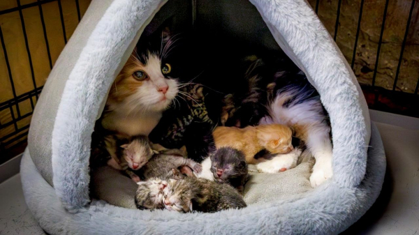 Эрмитажная кошка Графиня родила шестерых котят